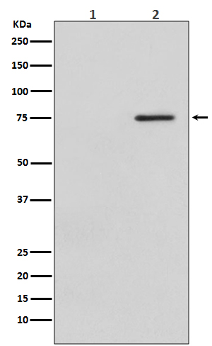 Western blot analysis of Phospho-Raf1 (S621) expression in (1) HeLa cell lysate treated with LP; (2) HeLa cell lysate