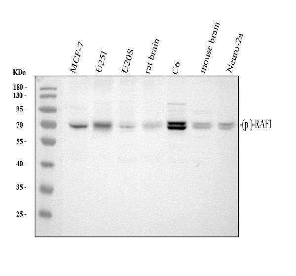 p00446 5 raf1 primary antibodies wb testing 1