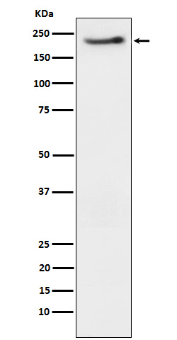 Western blot analysis of Phospho-ErbB3 (Y1222) expression in SKBR3 cell treated with neuregulin