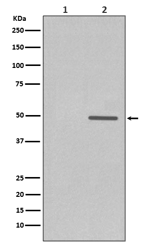 Western blot analysis of Phospho-Cyclin E1 (T77) expression in (1) JAR cell treated with Lambda Phosphatase lysate; (2) JAR cell lysate
