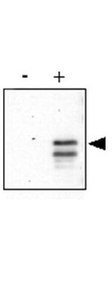 Anti-CREB pS133 was used to detect phosphorylated CREB by western blot at ~46kDa
