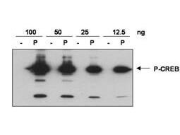 Anti-CREB pS133 was used to detect phosphorylated CREB by western blot