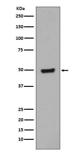 Western blot analysis of Phospho-GATA3 (S308) Jurkat cell lysate treated with Bromo-cAMP