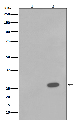 Western blot analysis of Phospho-Hsp27 (S78) expression in (1) A431 cell lysate; (2) A431 cell lysate treated with Anisomycin