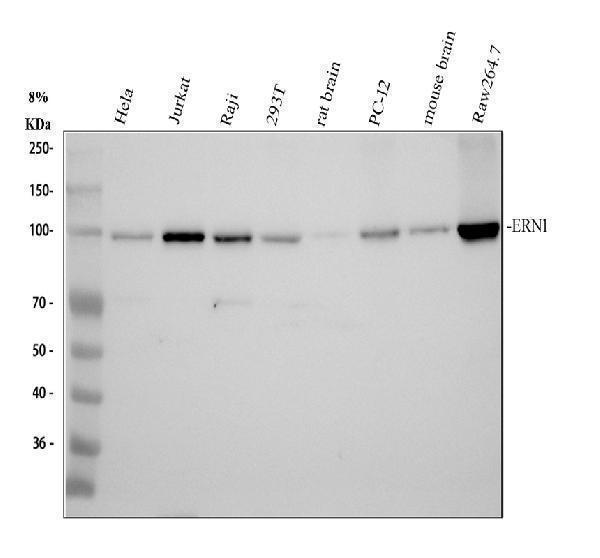 p00683 p ire1 primary antibodies wb testing 1
