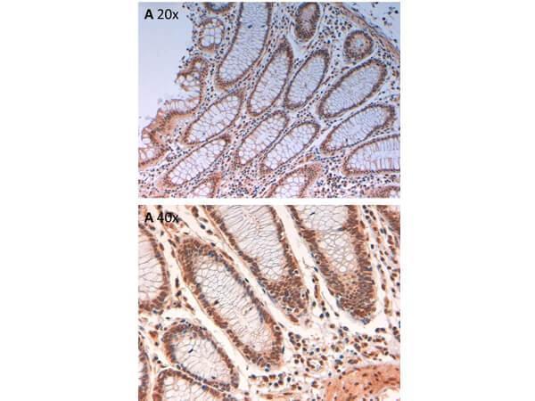Immunohistochemistry of Rabbit Anti-AuroraB pT232 Antibody