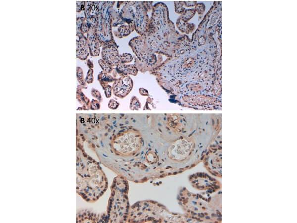 Immunohistochemistry of Rabbit Anti-AuroraB pT232 Antibody