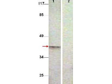 Western Blot shows detection of Aurora B protein at 39 kDa (predicted band size)