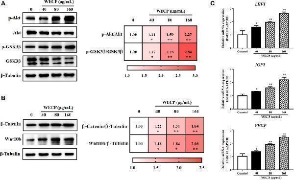 WECP activated Akt/GSK3β/β-Catenin signaling pathway in DPCs