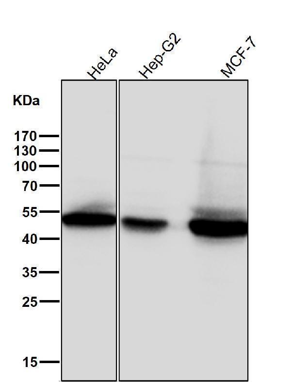 All lanes use the Antibody at 1:2K dilution for 1 hour at room temperature
