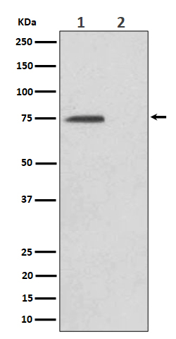 Western blot analysis of Phospho-eIF4B (S406) expression in (1) HeLa cell lysate; (2) HeLa cell treated with Alkaline Phosphatase lysate
