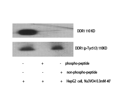 p00905 ddr1 primary antibodies wb testing 2