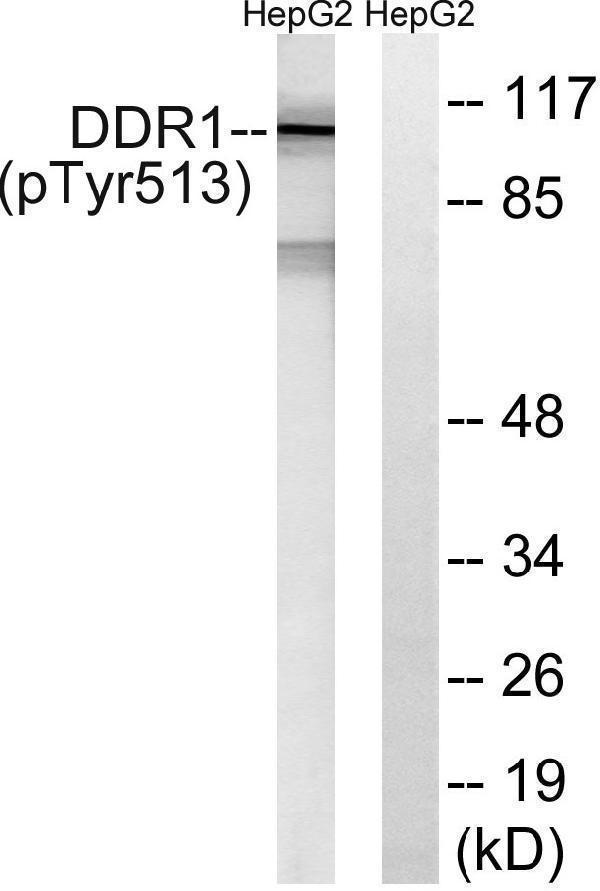 p00905 ddr1 primary antibodies wb testing 3