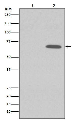 Western blot analysis of Phospho-AMPK alpha 1 (S496) expression in (1) 293T cell lysate treated with LP; (2) 293T cell lysate