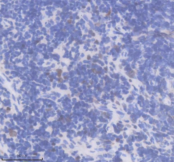 p01029 1 p polr2a primary antibodies ihc testing 3