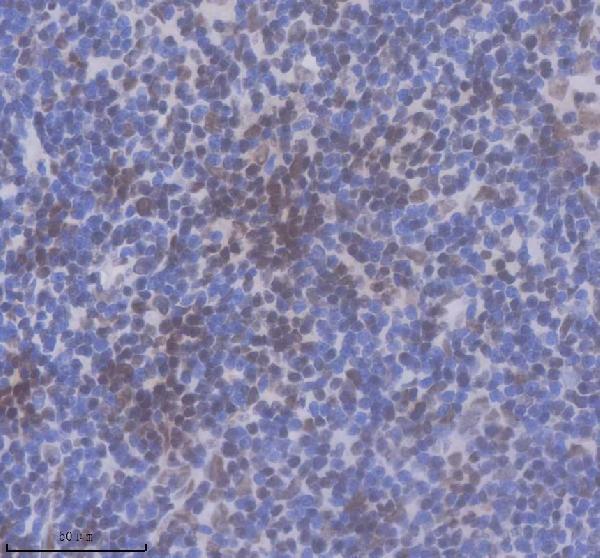 p01029 1 p polr2a primary antibodies ihc testing 4