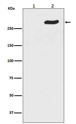 Western blot analysis of Phospho-POLR2A (S5) expression in (1) HeLa cell lysate treated with Lambda Phosphatase; (2) HeLa cell lysate