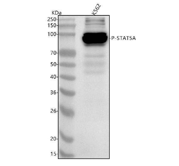 p01087 1 stat5a primary antibodies wb testing 1