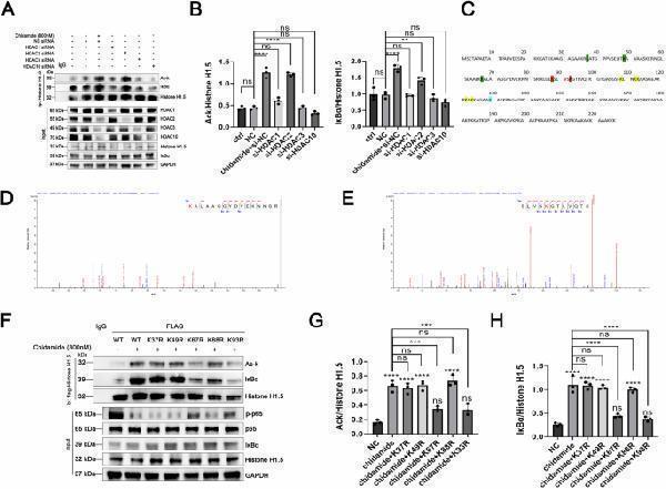 p01139 41420_2025_2756_fig6_html