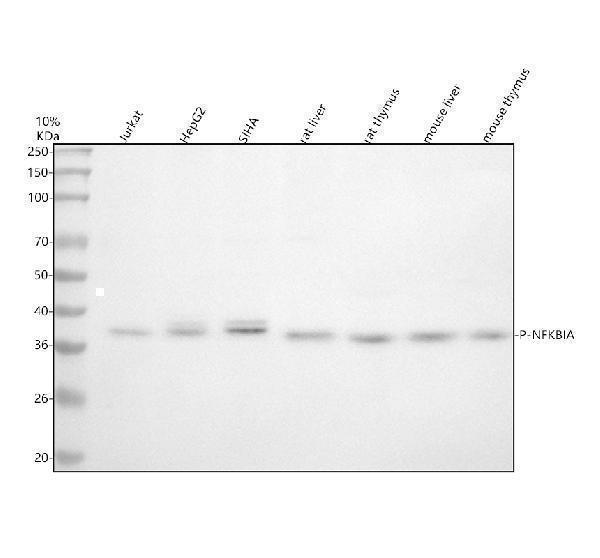 p01139 p nfkbia primary antibodies wb testing 1