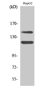 p01335 kit primary antibodies wb testing 2