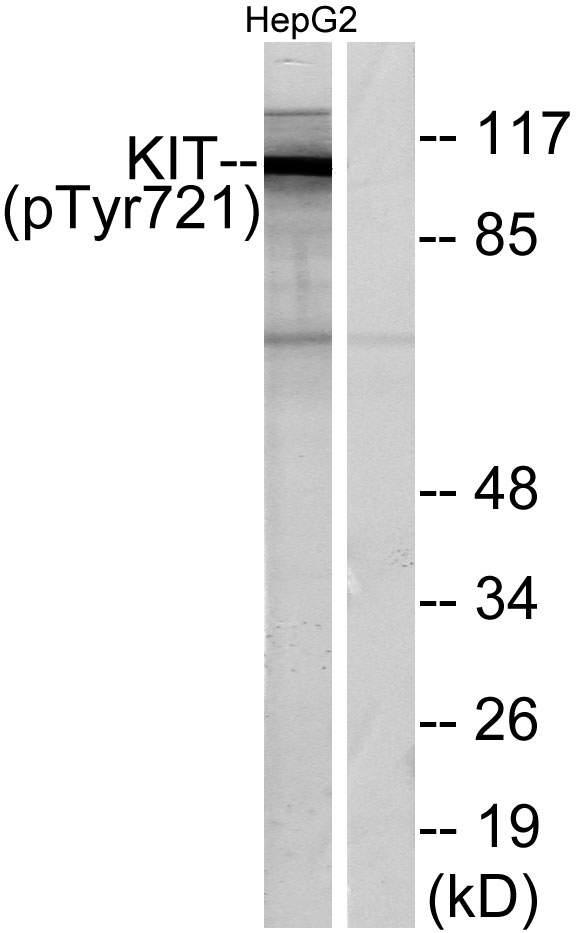 p01335 kit primary antibodies wb testing 3
