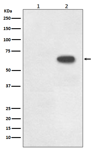 p01355 wb