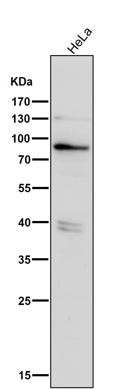 All lanes use the Antibody at 1:3K dilution for 1 hour at room temperature
