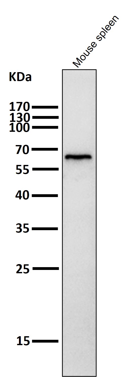 All lanes use the Antibody at 1:4K dilution for 1 hour at room temperature