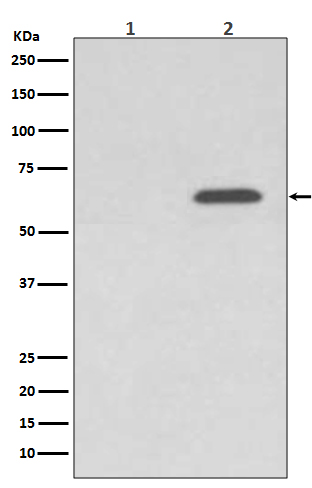 Western blot analysis of Phospho-AMPK alpha 2 (S345) expression in (1) 293T cell lysate treated with Lambda Phosphatase; (2) 293T cell lysate