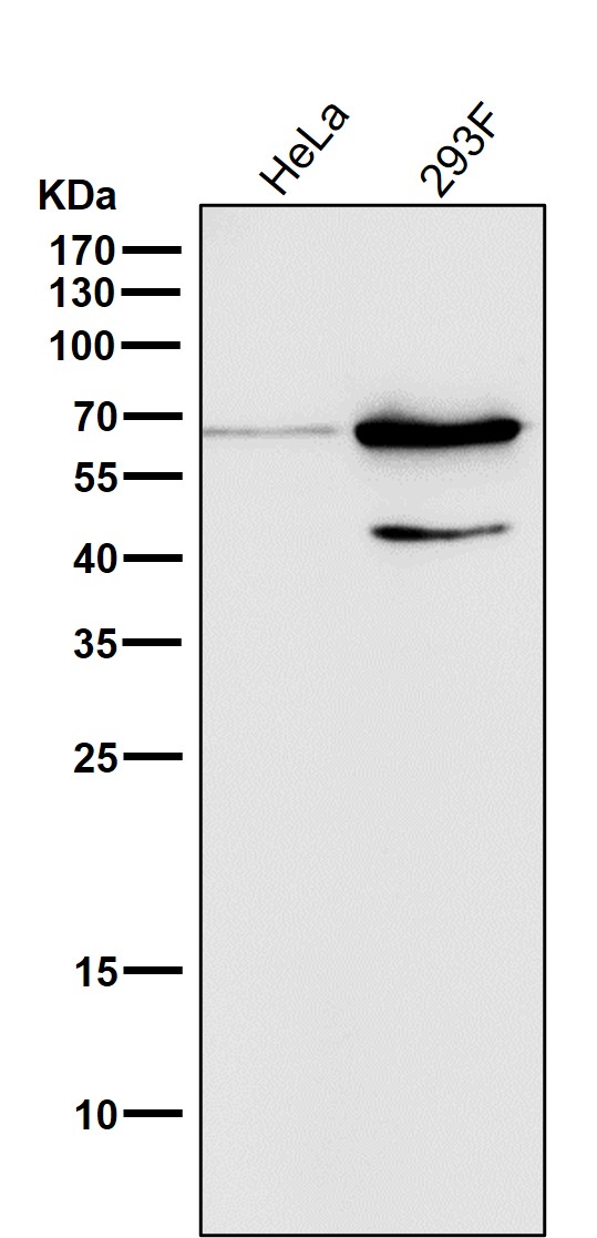 All lanes use the Antibody at 1:500 dilution for 1 hour at room temperature