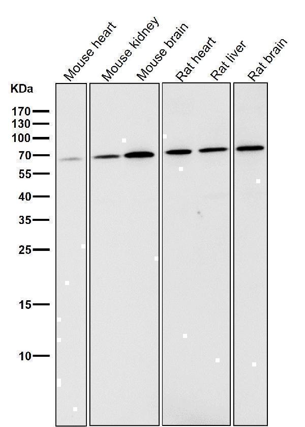 All lanes use the Antibody at 1:500 dilution for 1 hour at room temperature