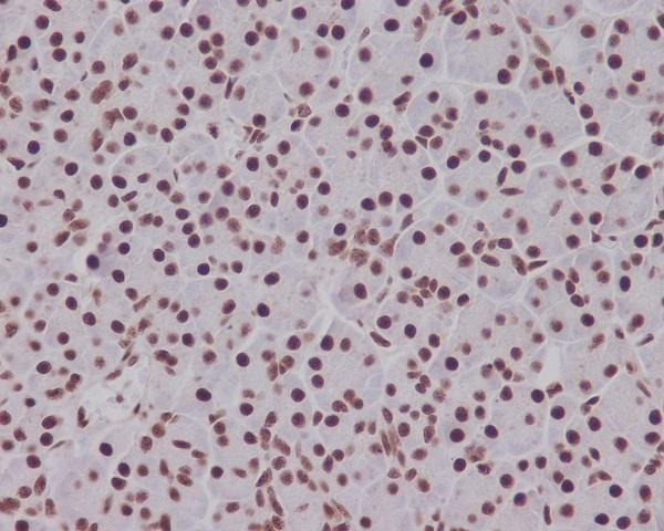 Immunohistochemical analysis of paraffin-embedded human pancreas, using Phospho-Smad5 (S463/465) Antibody