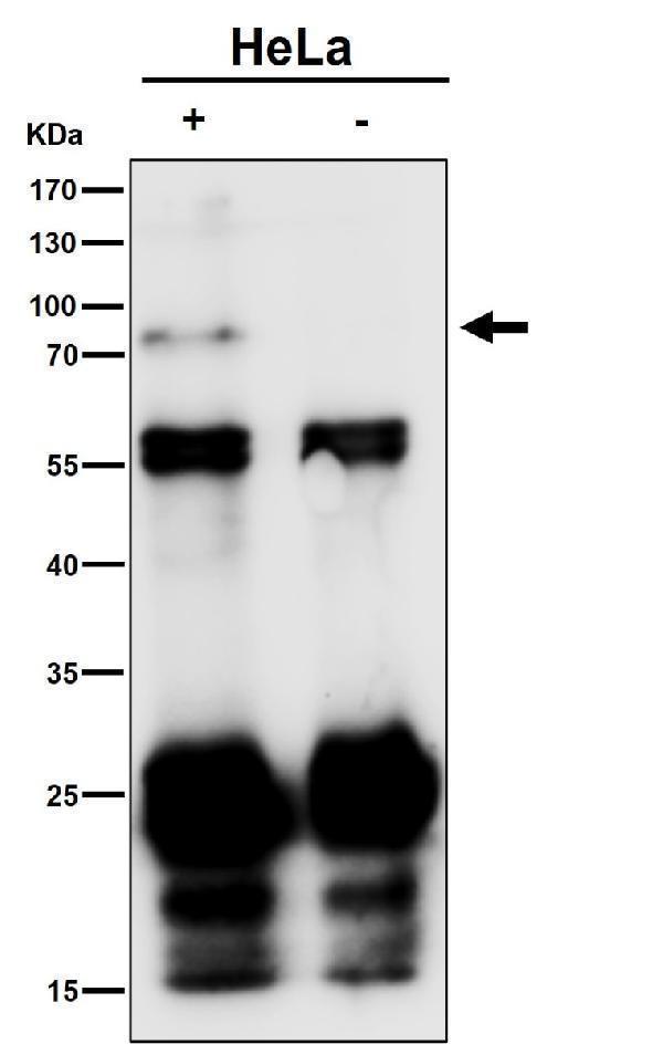 Immunoprecipitate (IP) analysis using the Antibody at 1:50 dilution