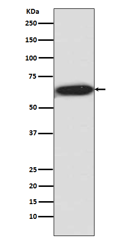 p01475 wb