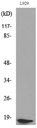 Western blot analysis of lysate from L929 cells, using eIF5A (Acetyl-Lys47) Antibody