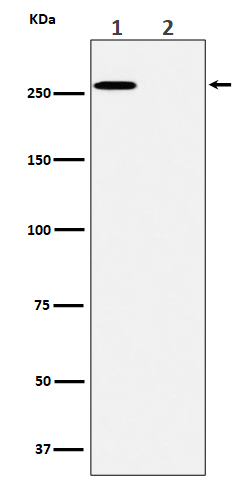 Western blot analysis of Phospho-ACC(S80)  expression in (1) A431 cell lysate; (2) A431 cell treated with lambda phosphatase lysate