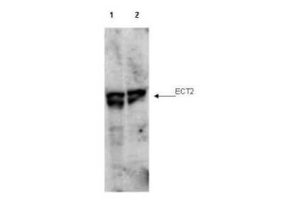 p01862 ect2 primary antibodies wb testing 1