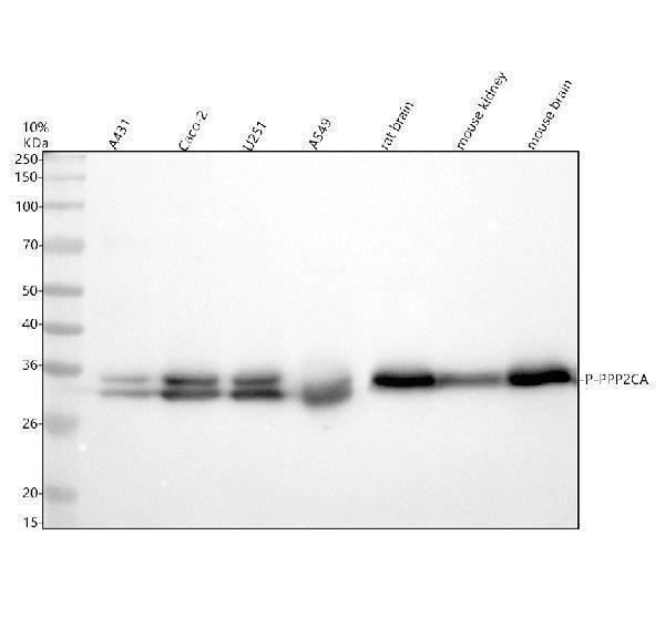 p01893 p ppp2ca primary antibodies wb testing 1