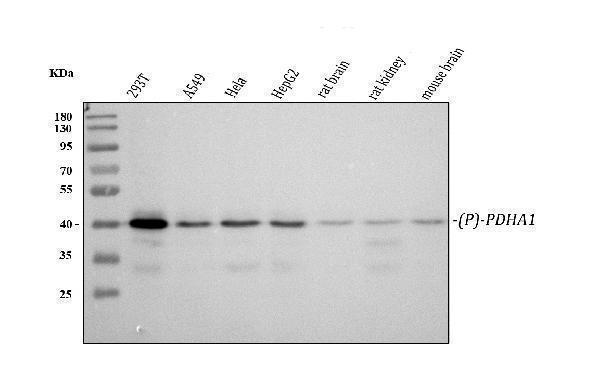 p01906 pdha1 primary antibodies wb testing 1_1