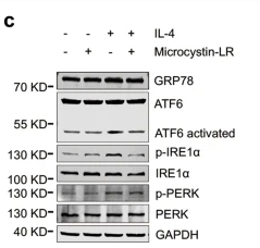 p01992 eif2ak3 primary antibodies wb testing 2