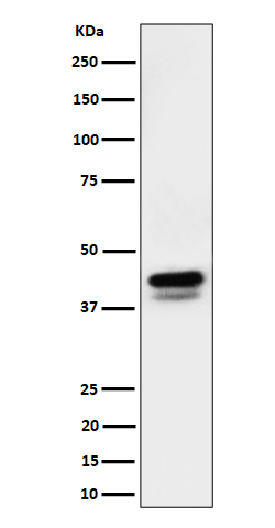 p02038 2 wb