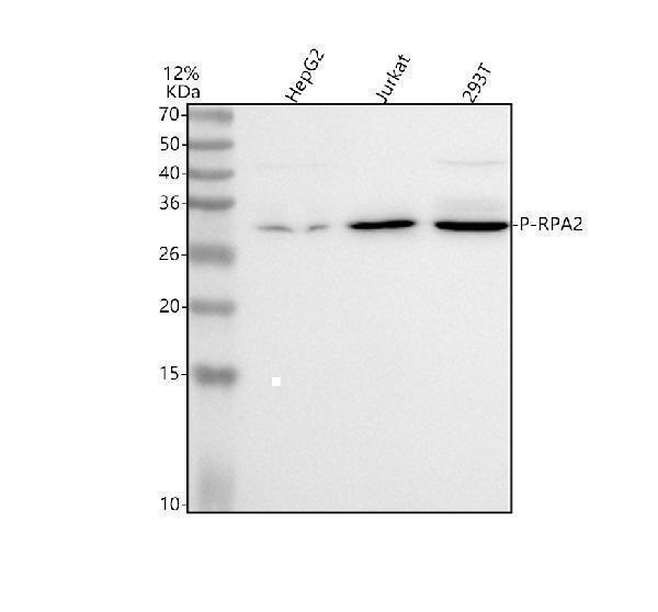 p02067 1 rpa2 primary antibodies wb testing 1