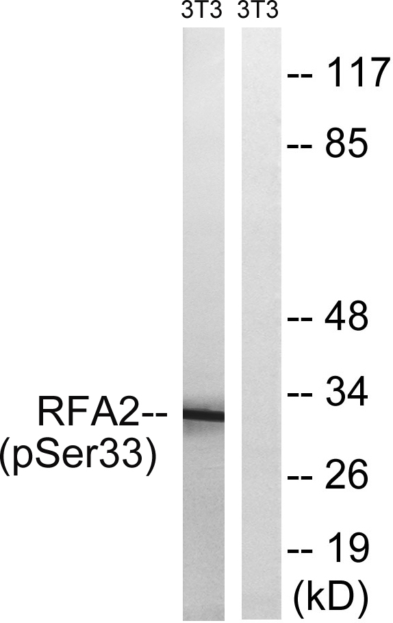 p02067 rpa2 primary antibodies wb testing 3