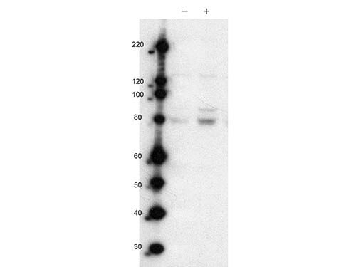 Western Blot of Rabbit anti-MARK2pT595 antibody