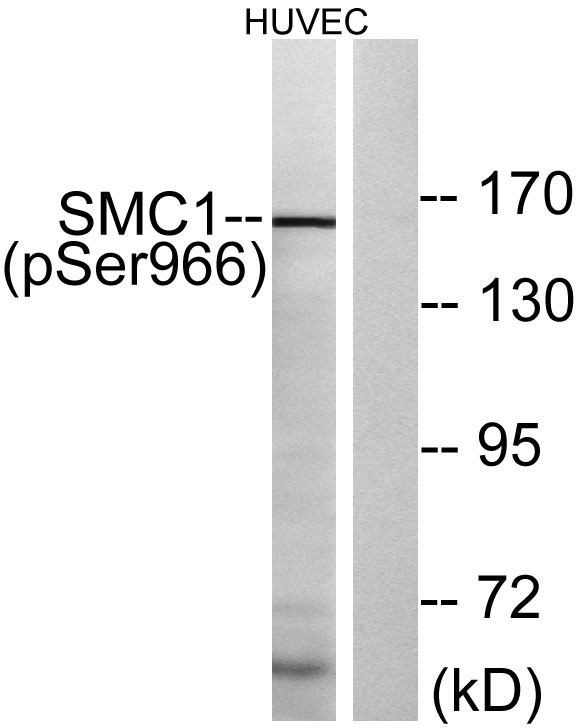 p02148 smc1a primary antibodies wb testing 3