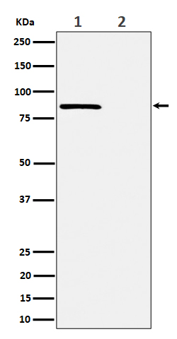 Western blot analysis of Phospho-Rad17 (S656) expression in (1) HeLa cell treated with CA lysate; (2) HeLa cell lysate.