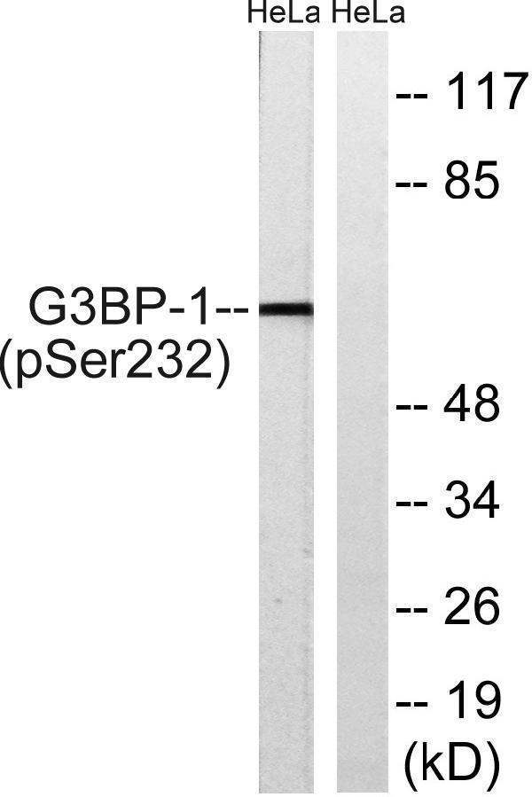 Western blot analysis of extracts from HeLa cells, using G3BP-1 (Phospho-Ser232) Antibody