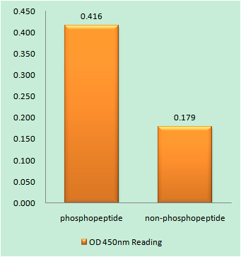 Enzyme-Linked Immunosorbent Assay (Phospho-ELISA) for Immunogen Phosphopeptide (Phospho-left) and Non-Phosphopeptide (Phospho-right), using CD3 zeta (Phospho-Tyr142) Antibody