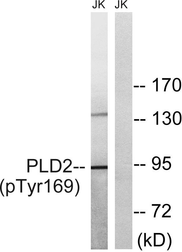 p02586 pld2 primary antibodies wb testing 3
